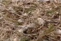 SISAL FIBRE