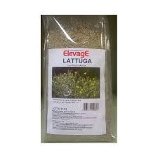 ELEVAGE | Lattuga bianca ( confezione da 1 kg )